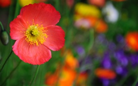빨간 양 귀 비 꽃, 꽃잎 HD 배경 화면