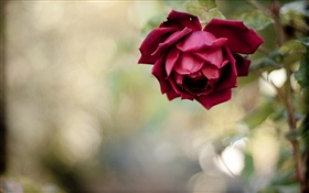 빨간 장미, 꽃잎, 흐릿한 HD 배경 화면