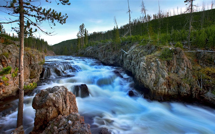 강, 나무, 바위, 자연 배경 화면 그림
