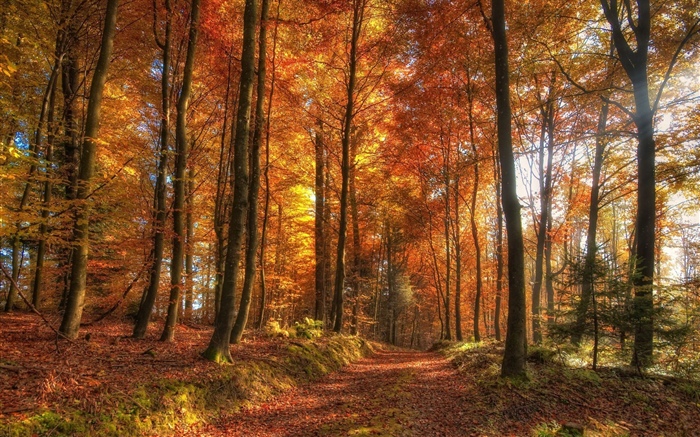 나무, 숲, 가을 배경 화면 그림