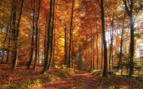 나무, 숲, 가을