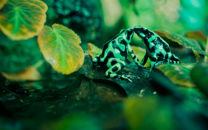 두 개구리, 나뭇잎 배경 화면 그림