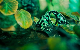 두 개구리, 나뭇잎 HD 배경 화면