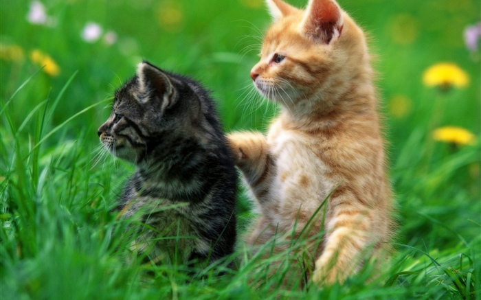 두 새끼 고양이, 잔디 배경 화면 그림