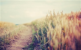 밀 밭, 흐릿한 HD 배경 화면