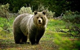 야생 동물, 곰 HD 배경 화면