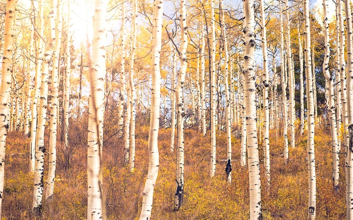 가을, 자작 나무 숲, 나무 배경 화면 그림