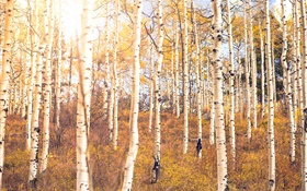 가을, 자작 나무 숲, 나무 HD 배경 화면