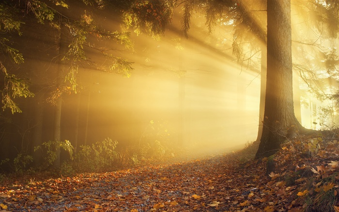가을, 숲, 일광욕, 안개, 새벽 배경 화면 그림
