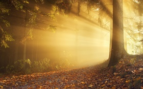 가을, 숲, 일광욕, 안개, 새벽 HD 배경 화면