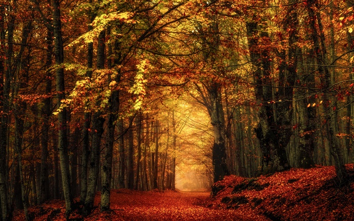 가을, 숲, 나무, 붉은 잎 배경 화면 그림