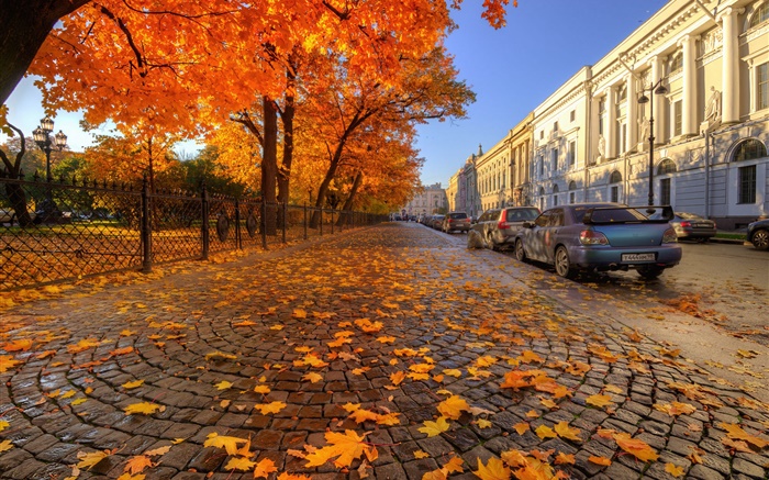 가을, 나무, 빨간 단풍 나무 잎, 거리, 상트 페테르부르크 배경 화면 그림