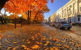 가을, 나무, 빨간 단풍 나무 잎, 거리, 상트 페테르부르크 HD 배경 화면