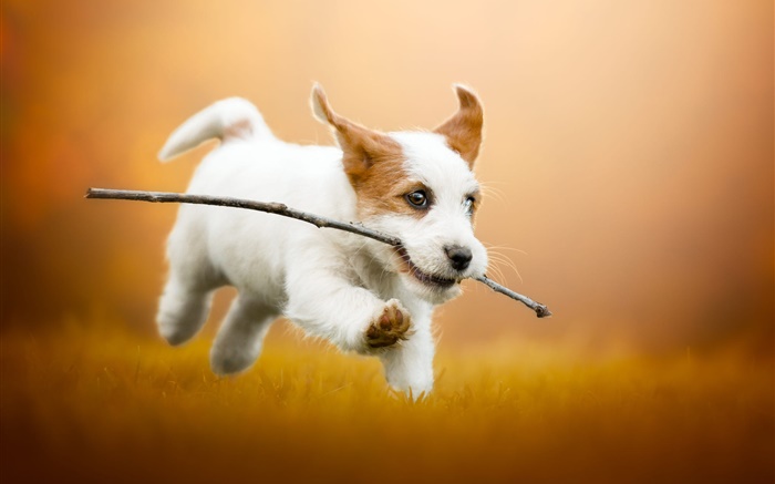 귀여운 하얀 강아지 달리기, 개 배경 화면 그림