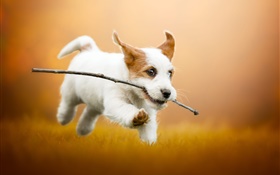 귀여운 하얀 강아지 달리기, 개 HD 배경 화면