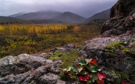 산, 안개, 돌, 숲, 가을 HD 배경 화면
