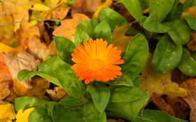 오렌지 꽃, 녹색 잎 HD 배경 화면