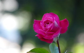 핑크 로즈 클로즈업, 꽃잎 HD 배경 화면