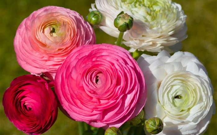 분홍색 흰색 꽃, ranunculus 배경 화면 그림