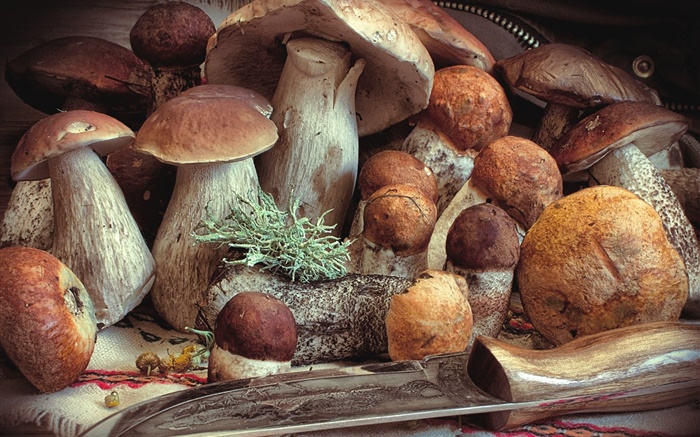 버섯, 음식 배경 화면 그림