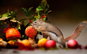 다람쥐, 버섯, 사과 HD 배경 화면