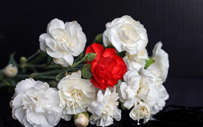 흰색과 빨간 장미, 검은 배경 배경 화면 그림