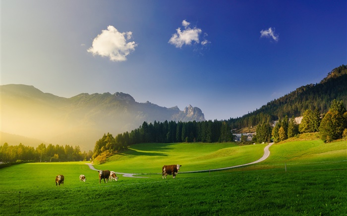 알프스, 푸른 초원, 소, 산, 나무, 태양 광선 배경 화면 그림
