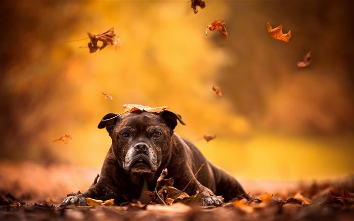 검은 개, 붉은 단풍, 가을 배경 화면 그림
