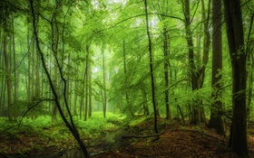 숲, 나무, 녹색, 아침 HD 배경 화면
