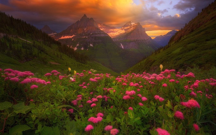 많은 분홍색 꽃, 산, 구름, 여름 배경 화면 그림