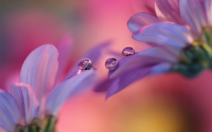 핑크 거베라 꽃, 꽃잎, 물방울 배경 화면 그림