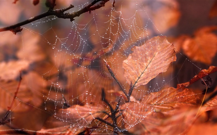 거미줄, 물방울, 붉은 잎 배경 화면 그림