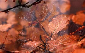 거미줄, 물방울, 붉은 잎 HD 배경 화면
