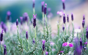 태국, 라벤더, 보라색 꽃 HD 배경 화면