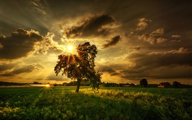 나무, 들판, 태양 광선, 구름 HD 배경 화면